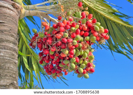 Close-up - clusters of ripening date palm fruits against a clear blue sky
