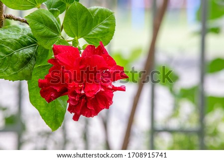 Chaba flower focus with blurry garden background
