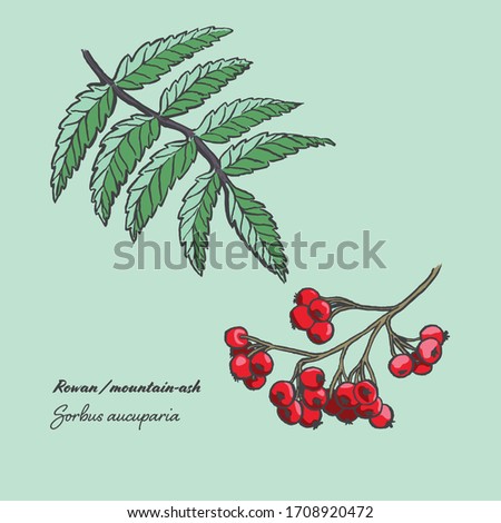 Vector illustration of the leaf and berries of a Sorbus Aucuparia, commonly known as Rowan or Mountain-ash Royalty-Free Stock Photo #1708920472