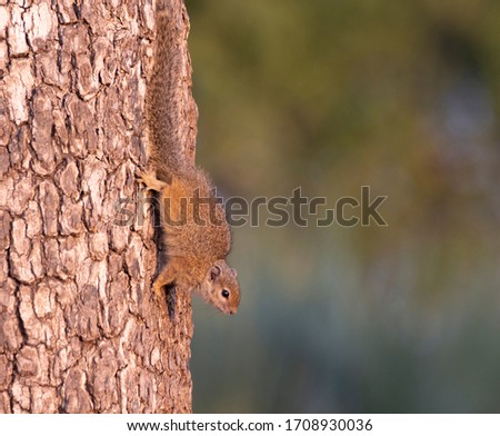 Tree squirrel, on side of tree.
