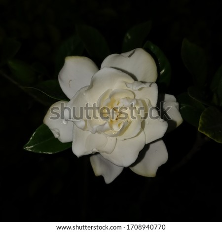 Camellia is a genus of flowering plants in the family Theaceae. Camellias are evergreen shrubs or small trees. White coloured flower.