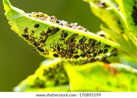 Macro shot of a garden parasites colony on a grean leaf