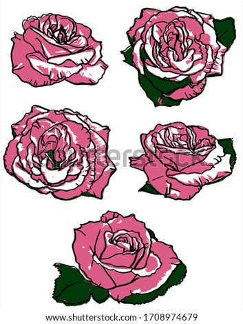 vector two colored roses set isolated on white