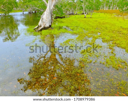 Abstract texture of natural wild on the water, Beautiful reflection of tree's shape on the water. Nature composition background concept.