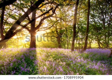 Amazing sunrise through the trees onto a carpet of wild bluebells. Seasonal spring landscape in Norfolk England