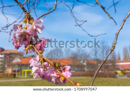 Sakura blooms in Stockholm. Spring in Scandinavia.
