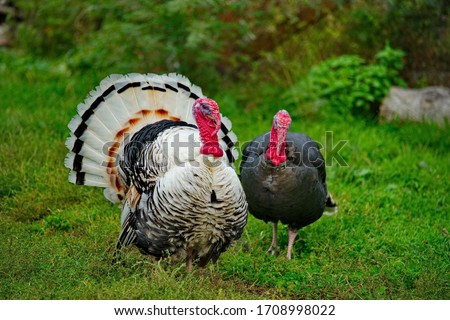 Homemade gobblers is one of the common types of domestic birds of the order galliformes. Royalty-Free Stock Photo #1708998022