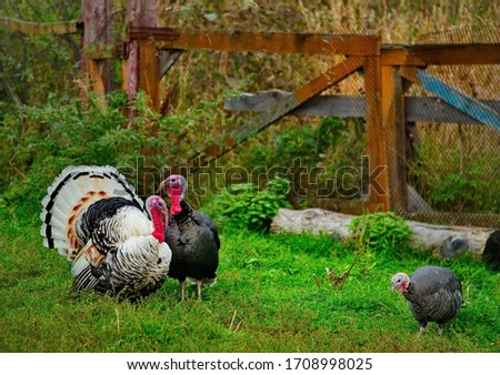 Homemade gobblers is one of the common types of domestic birds of the order galliformes. Royalty-Free Stock Photo #1708998025