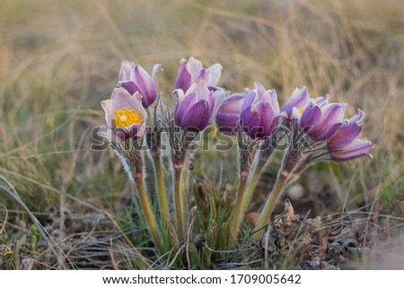Pulsatilla easter flower on the meadow. Pulsatilla pratensis blooming Royalty-Free Stock Photo #1709005642