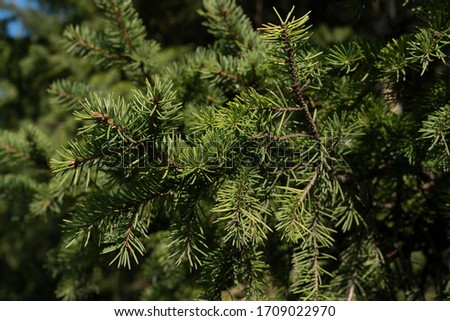 Green pine branch. Texture for the background.