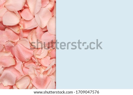 Pink roses petals and blue paper background space for text