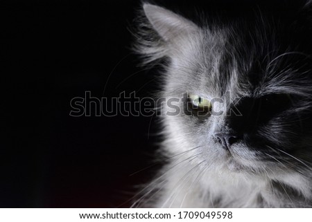
Beautiful cats with bokeh backgrounds