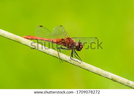 Sympetrum sanguineum ruddy darter male with red colored body hanging on vegetation. Resting in sunlight in a meadow. Royalty-Free Stock Photo #1709078272