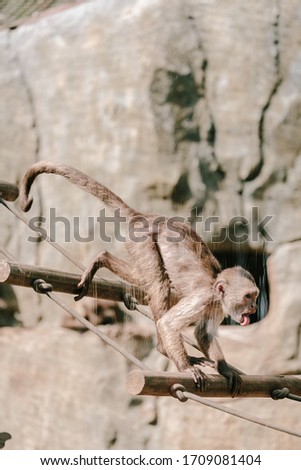 monkey runs on a tree in a zoo with his tongue hanging out
