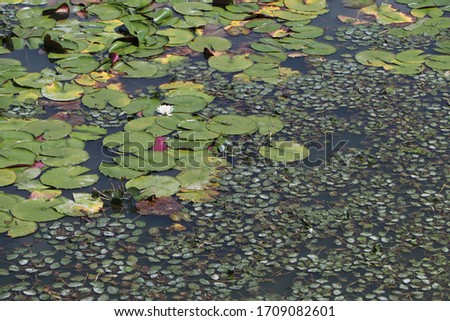 The lake is full of lotus leaves and duckweed