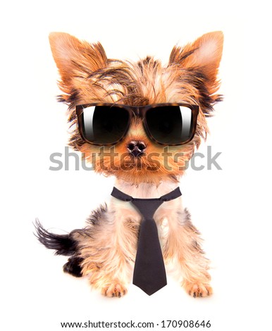business dog with tie and glasses on white
