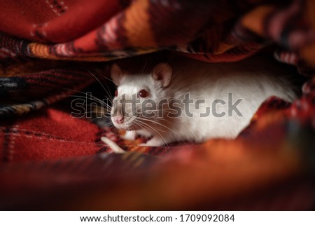 white rat hid in a plaid
