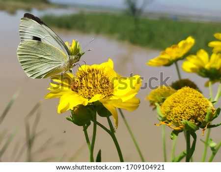 In this picture, A beautiful butterfly sitting on yellow flower