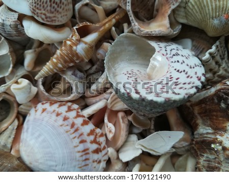 Shells of pearl shades on a blue background