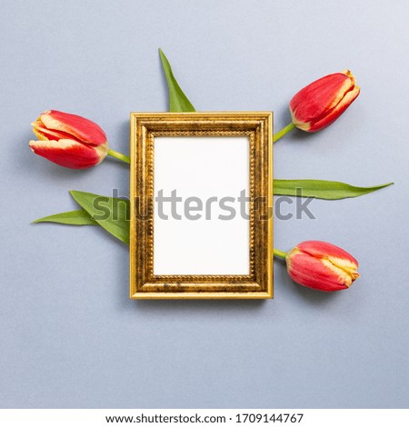 Empty photo frame with red tulip flowers on gray blue background. Floral composition, flat lay, top view, copy space