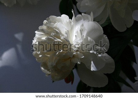 Closeup of big white delicate peony flower head