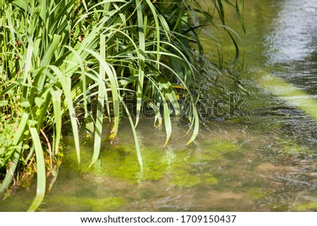small wild stream with its free and green vegetation