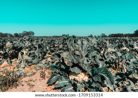 Picture from a field full of 
cauliflowers
