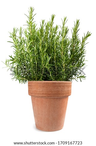 rosemary plant in vase isolated on white background Royalty-Free Stock Photo #1709167723