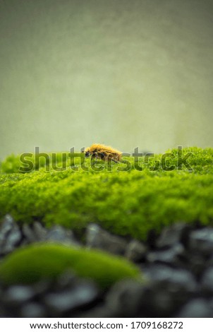 an orange furry beetle crawls over green moss