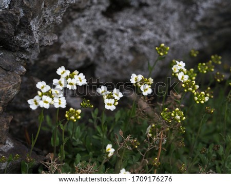 Wild small flowers in the forest in spring. A plant Draba in bloom, close up, selective focus. Nature, awakening, decorative greenery, background, microcosm, flora and ecology concept.