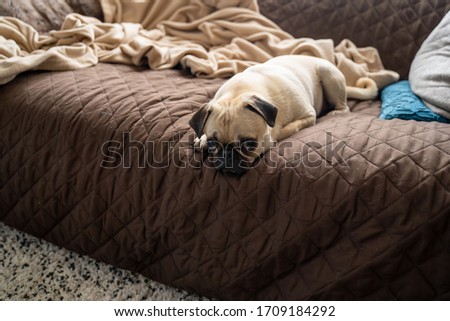 Female tan Pug puppy staring at camera while laying on a brown sofa.