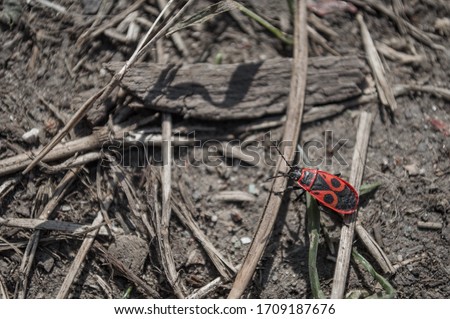 Beetle soldier or firebug on the ground goes to his goal. Red firebug closeup. Postcard with copyspace