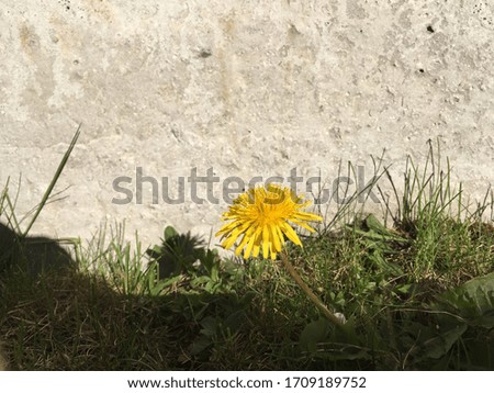 Dandelion close up, with grass in the garden against concrete wall