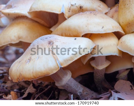 wild mushroom cluster