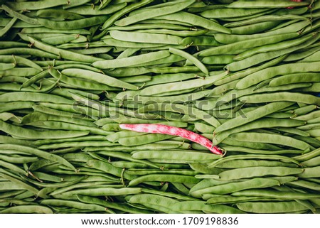 red bean pod among a large number of green bean pods