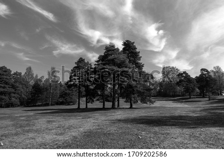 Landscape with trees in a field, black and white photography