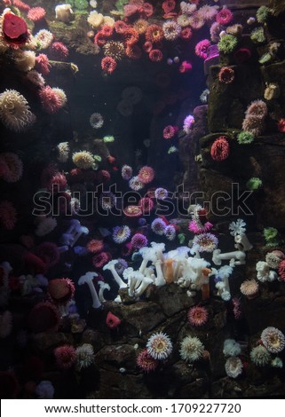 Colorful Sea anemones aquarium in Canada 
