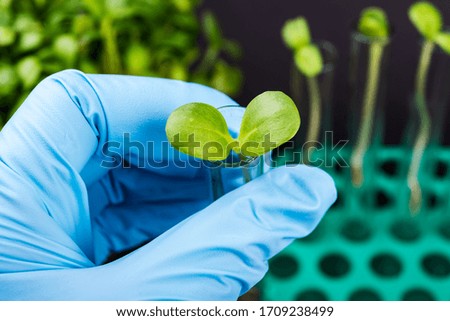 Scientist holding test tubes with plants on biotechnological laboratory 