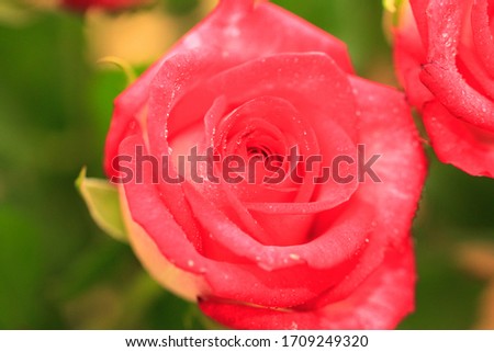 close up image of red rose flower placed in the middle of photo