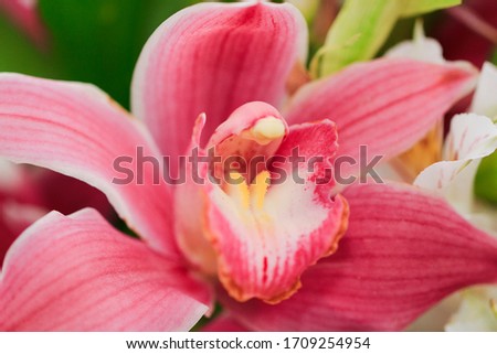 close up image of rose orchid flower placed in the middle of photo