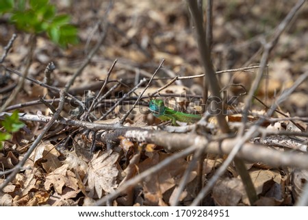 Green lizard in the forest, Bulgaria