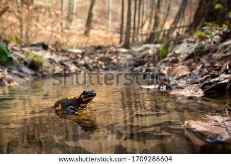 Cute fire salamander, salamandra salamandra, standing on rock in water of stream in spring forest. Enchanting wildlife scenery of wild amphibian crossing little river in woodland with dry leafs.