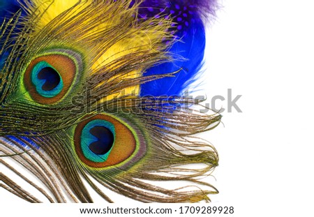Bright feather of a peacock on a white background