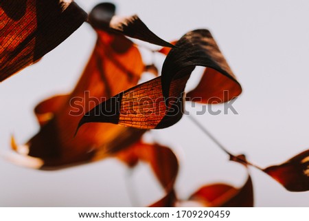 Close up photograph of a dead dry leaf 