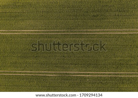flatlay aerial view on wheat farmland
