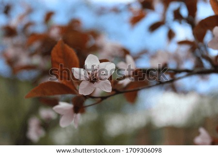 Idylic spring image with blossom pink sakura under blue sky