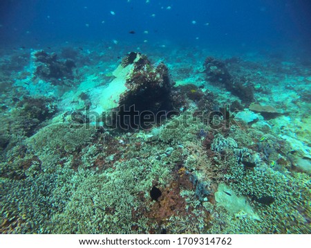 Healthy beautiful coral reef in Bali with plenty of fish and sea life