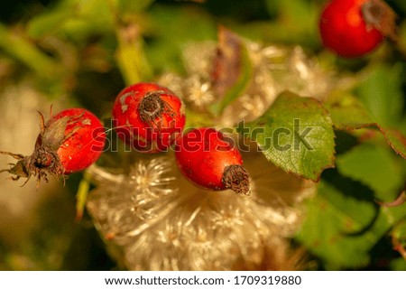 blurry photo, shallow depth of field. Rose hips contain a large amount of antioxidants, mainly polyphenols and ascorbic acid, as well as carotenoids and vitamins B and E.