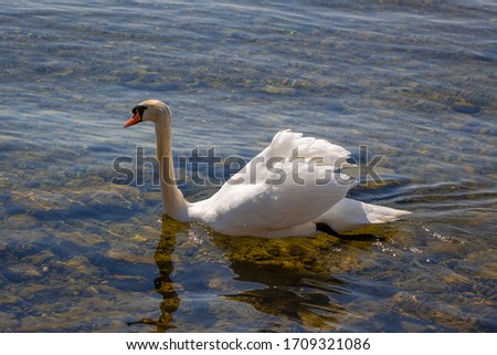 White swan on the lake constance in Vorarlberg, Austria