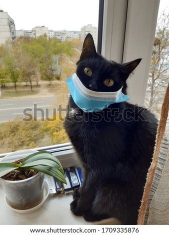 Black cat in a medical mask on the windowsill on the background of an empty street. Pets on self-isolation. Protective antiviral mask on the cats face. Protection COVID-19, Coronovirus.
